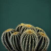 Andre Eichman Cacti I