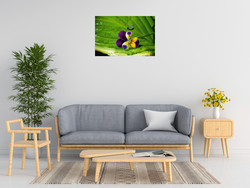 Connie Publicover Pansy Drops