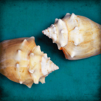 Diana Brennan Two Shells I