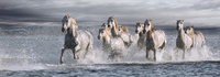 Jorge Llovet Horses Running At The Beach 39922
