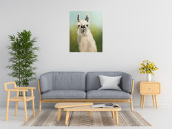 Julia Purinton Whos Your Llama I