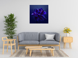 Lily Seidel Midnight Rose
