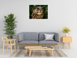 Ronin Oe Oe Owl
