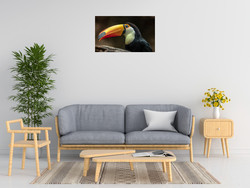 Ronin The Toucan