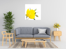 Sonja Durnberger Oenothera Biennis