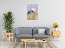 Suzi Eszterhas Polar Bear Cub Peeking Over Mother S Bod